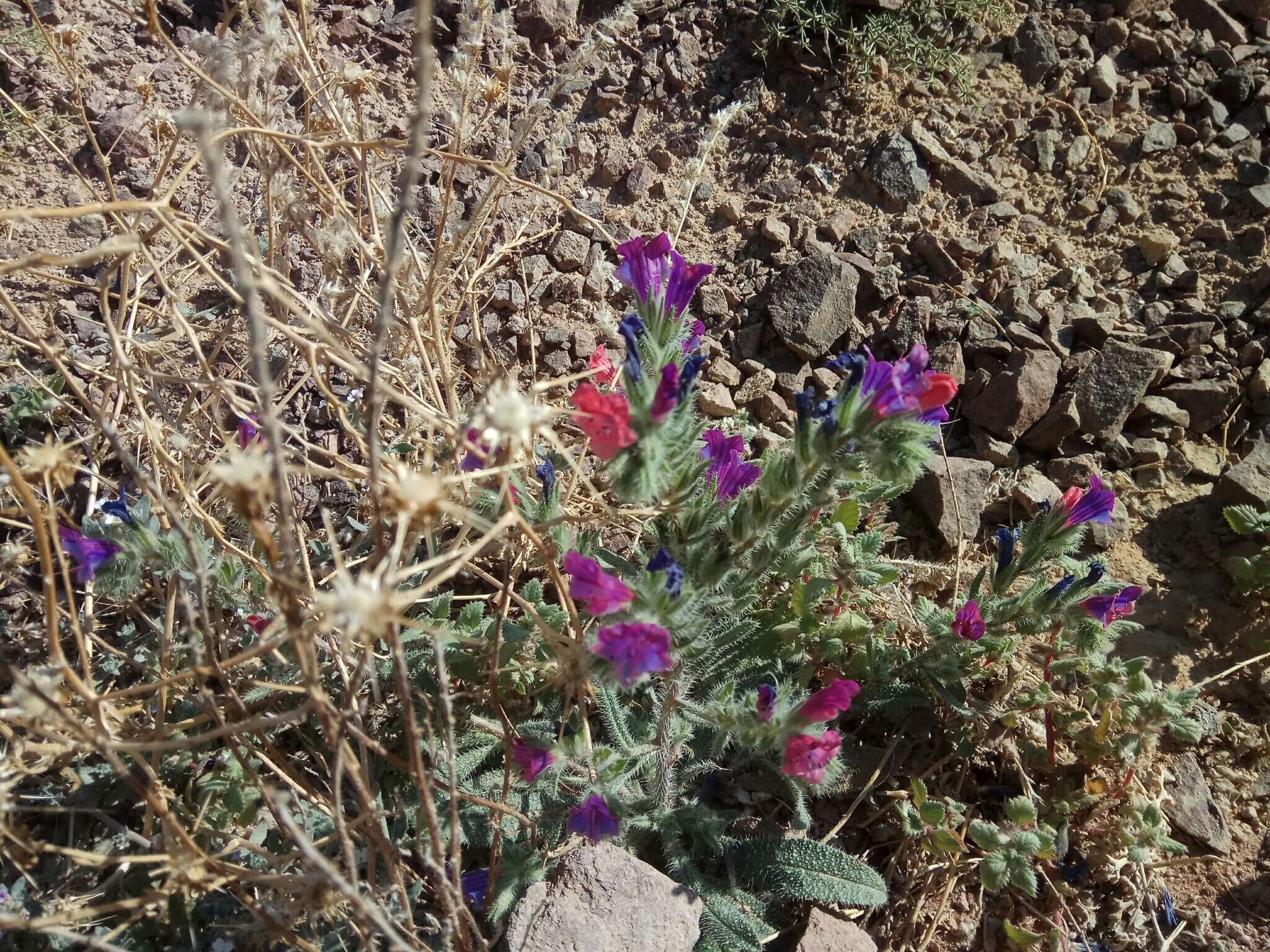 Image of Echium rauwolfii Del.