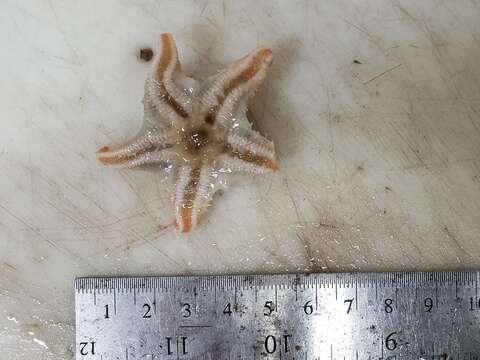 Image of Wrinkled slime star