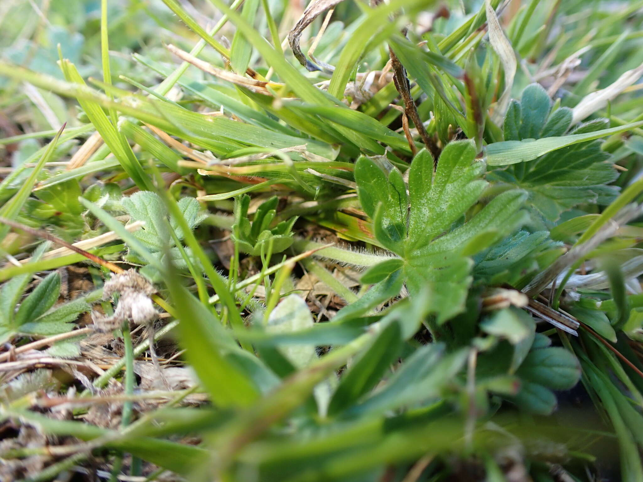 Imagem de Geranium antrorsum Carolin