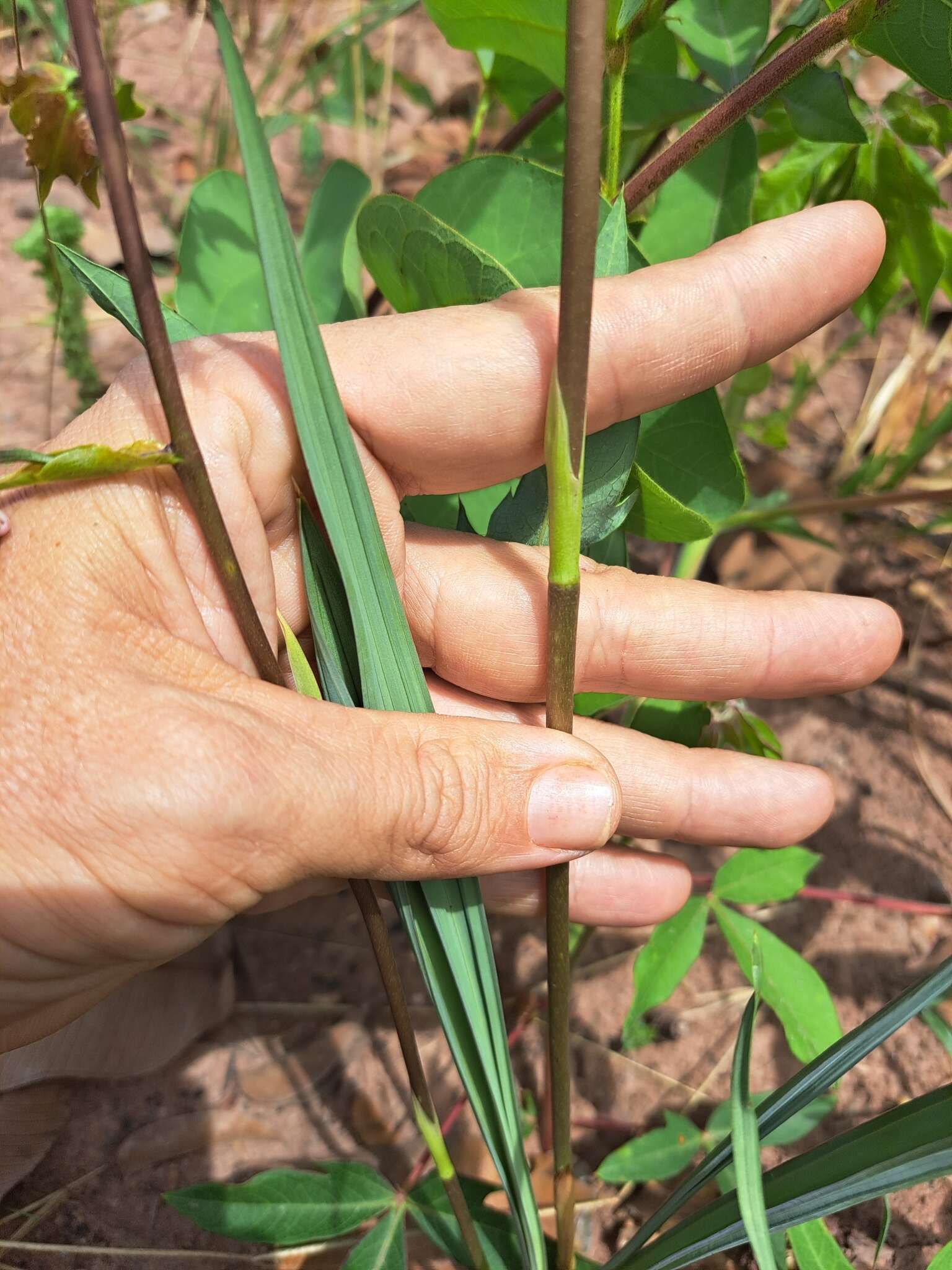 Imagem de Cyrtopodium blanchetii Rchb. fil.