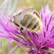 Image of Bombus mesomelas Gerstäcker 1869