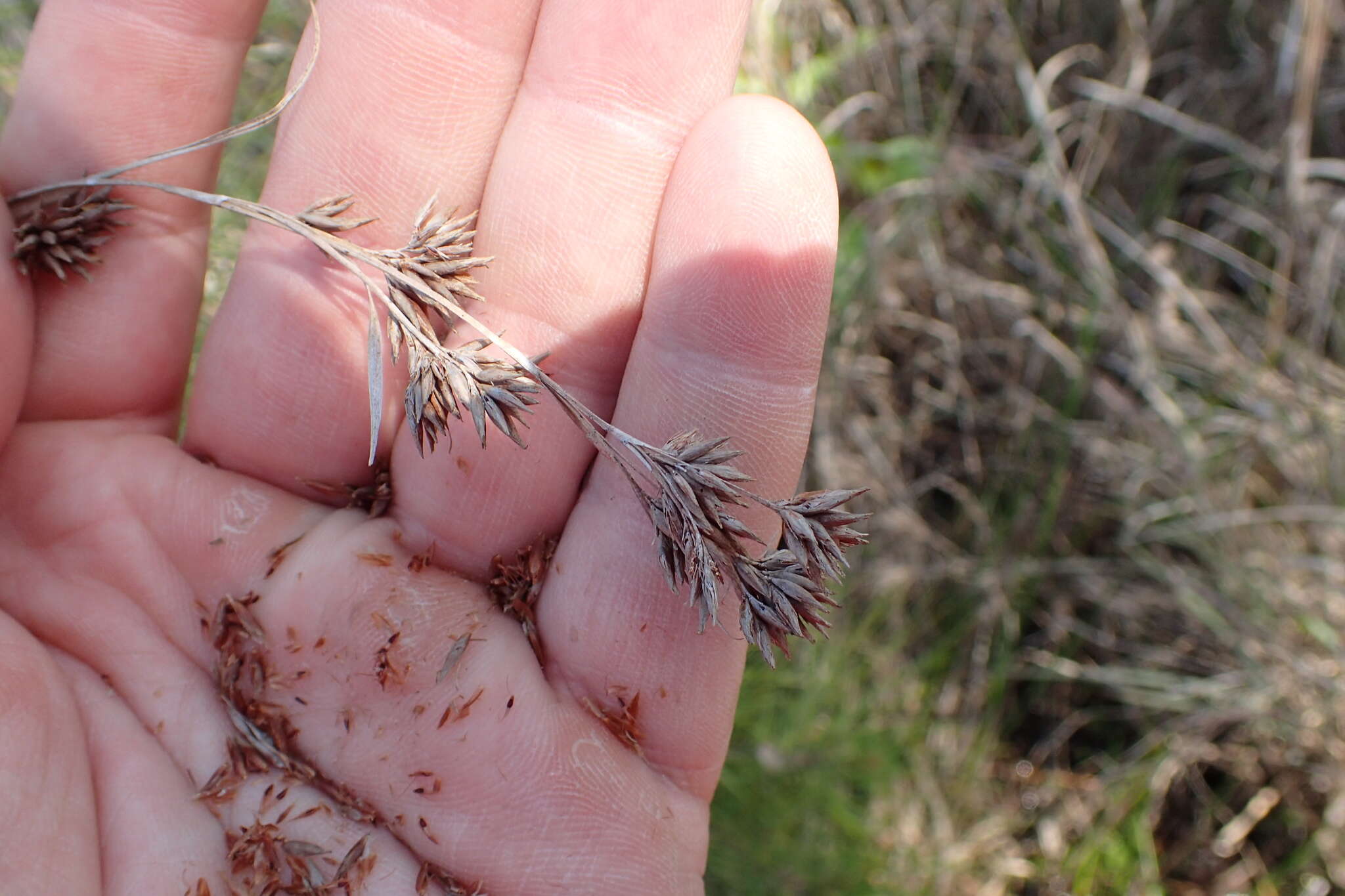 Image of Large Beak Sedge