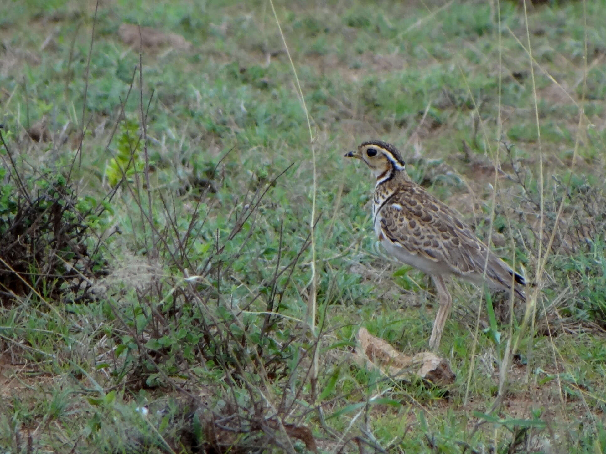 Image of Three-banded Courser