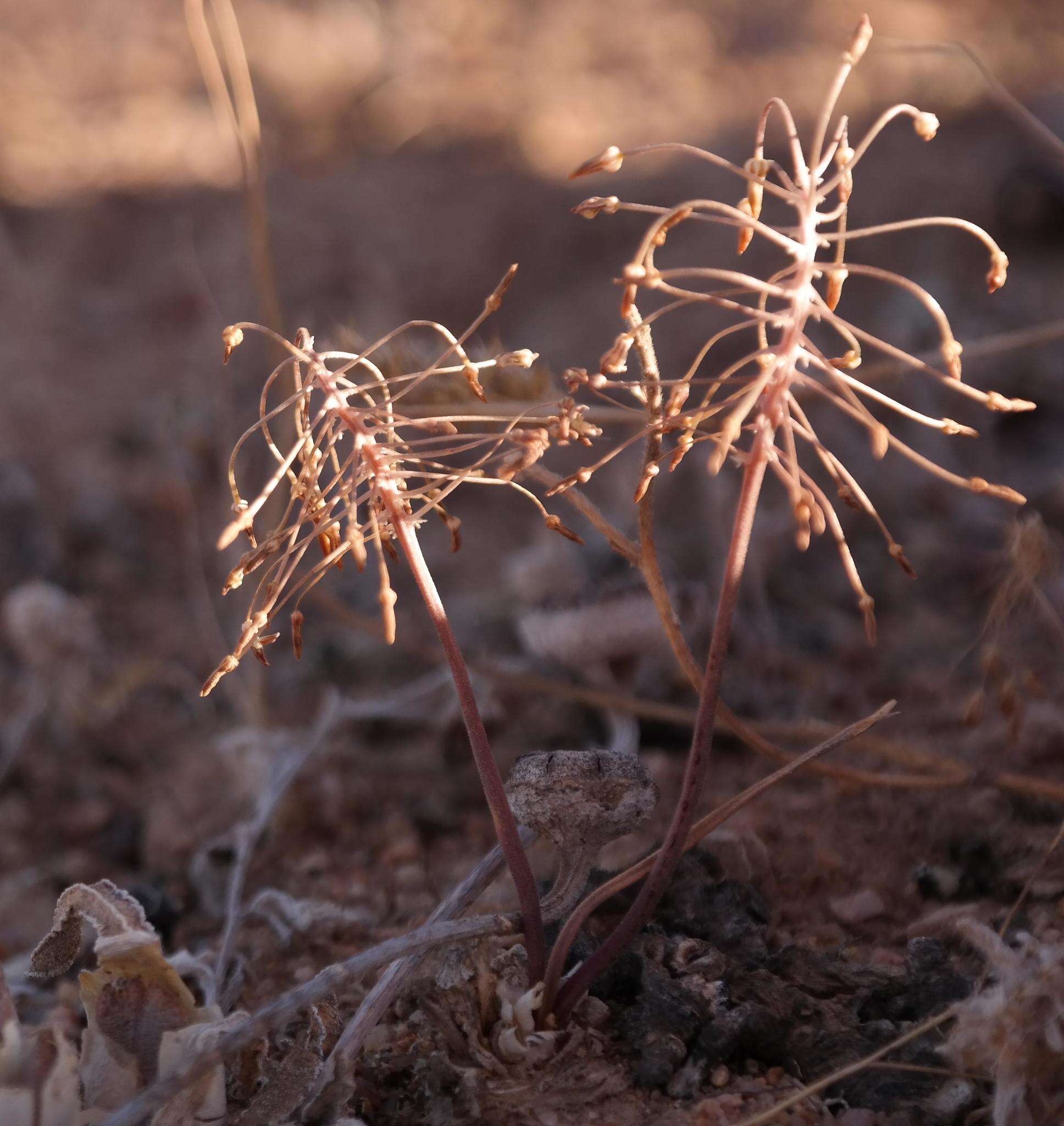 Image of Drimia pulchromarginata J. C. Manning & Goldblatt