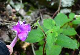 Image of Achimenes skinneri Lindl.