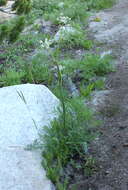 Image of Swamp Whiteheads