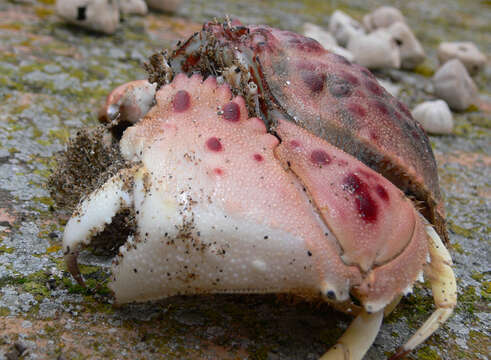 Image of Mediterranean shame-faced crab