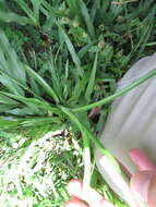 Image of Swamp Flat Sedge