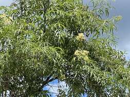 Image of Sambucus cerulea var. neomexicana