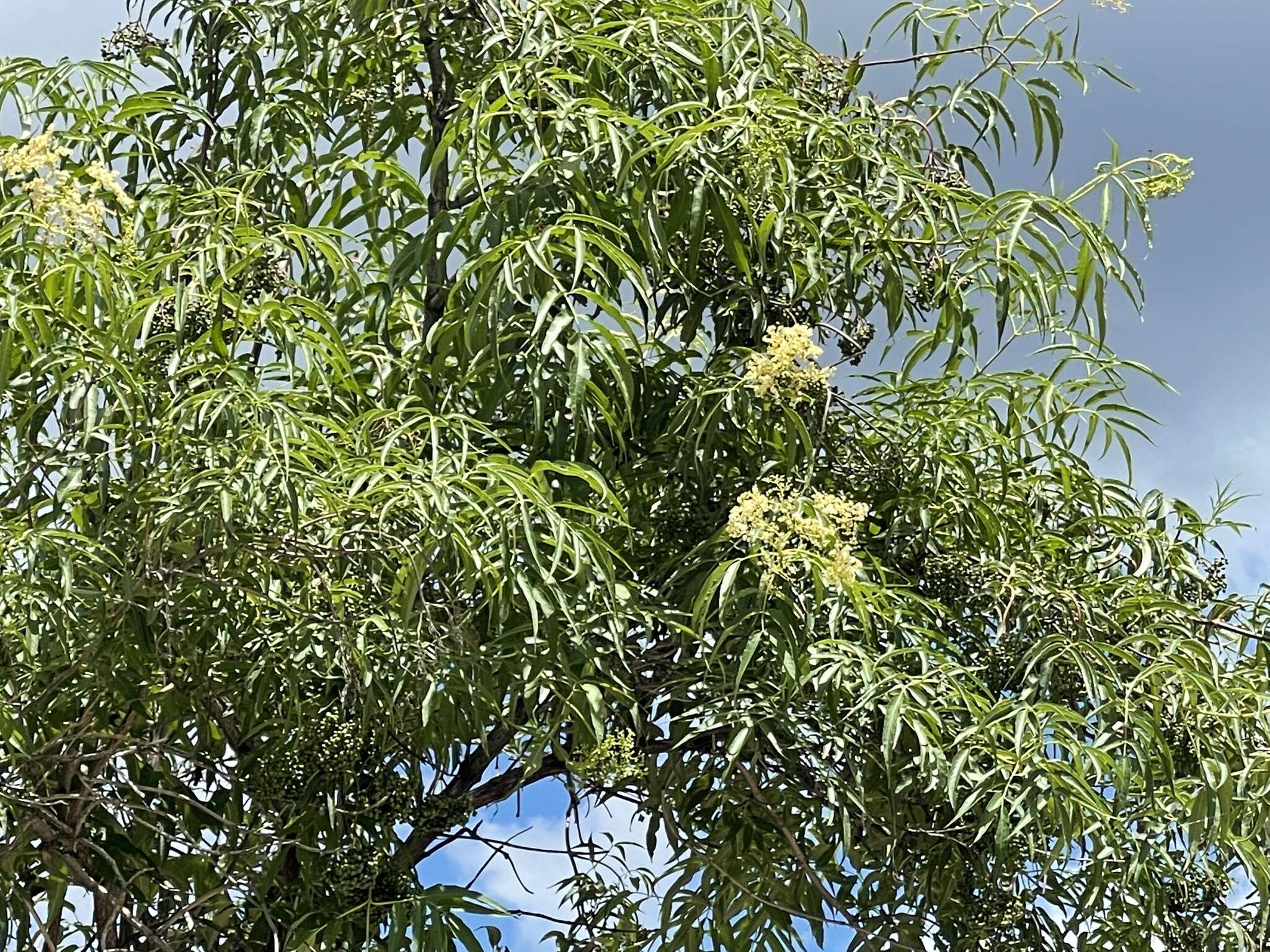 Image de Sambucus cerulea var. neomexicana