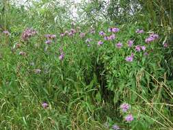 Centaurea phrygia L. resmi