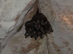 Image of big-eared woolly bat