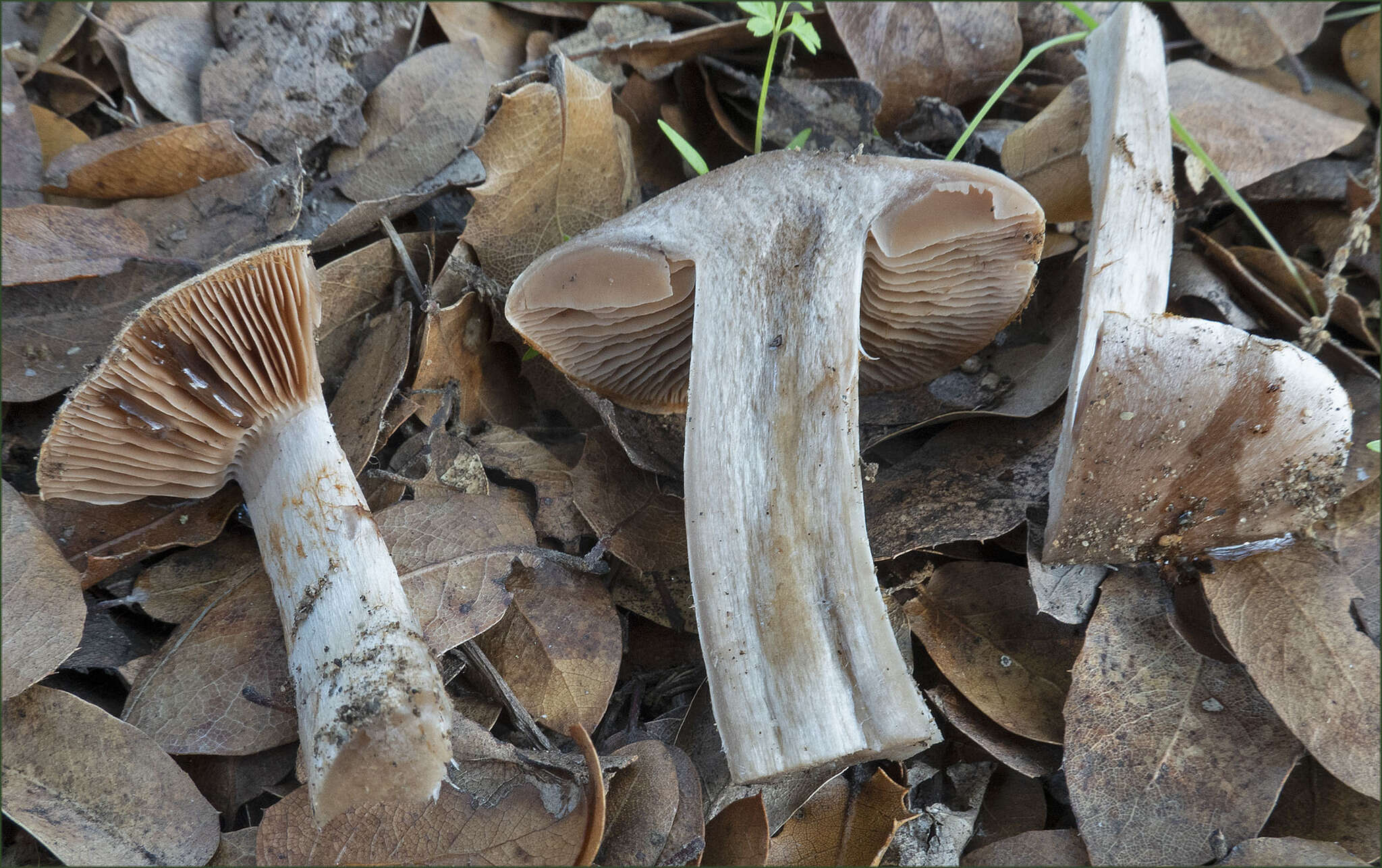 Image of Cortinarius albofragrans Ammirati & M. M. Moser 1997