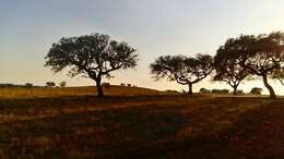 Image of Evergreen Oak