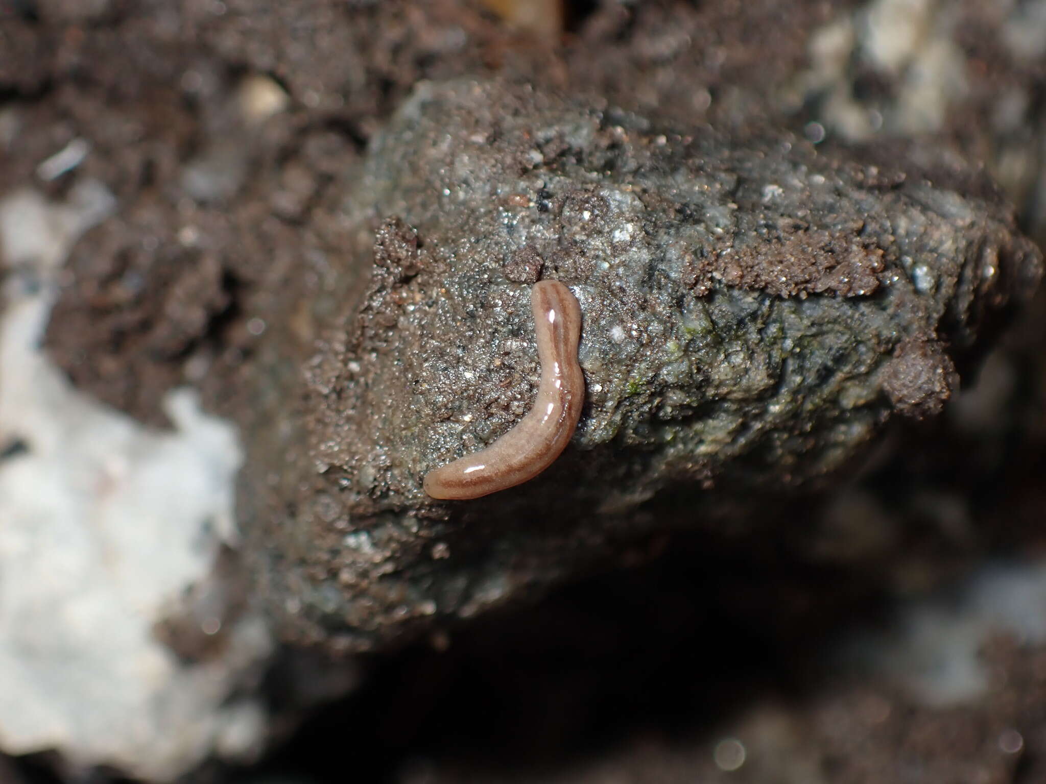 Image of Argonemertes dendyi (Dakin 1915)