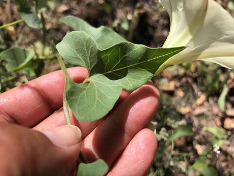 Image of chaparral false bindweed