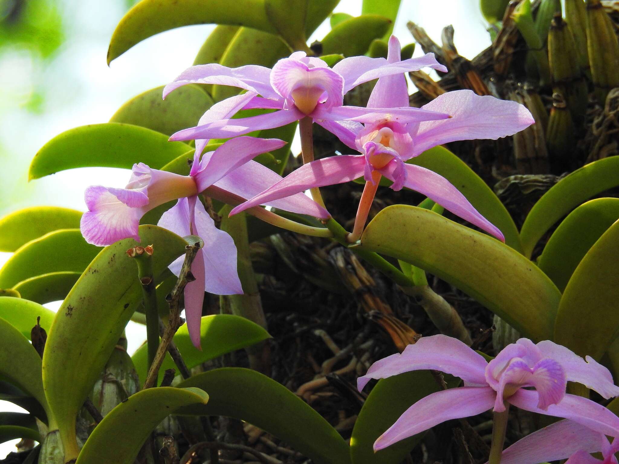 Image of Cattleya nobilior Rchb. fil.