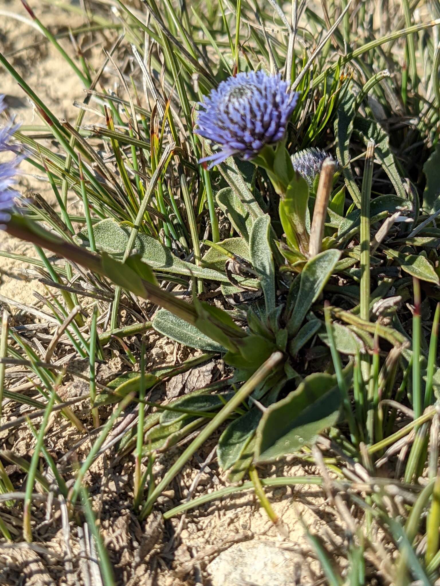 Image of Globularia vulgaris L.