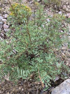 Image of Sonoran indigo