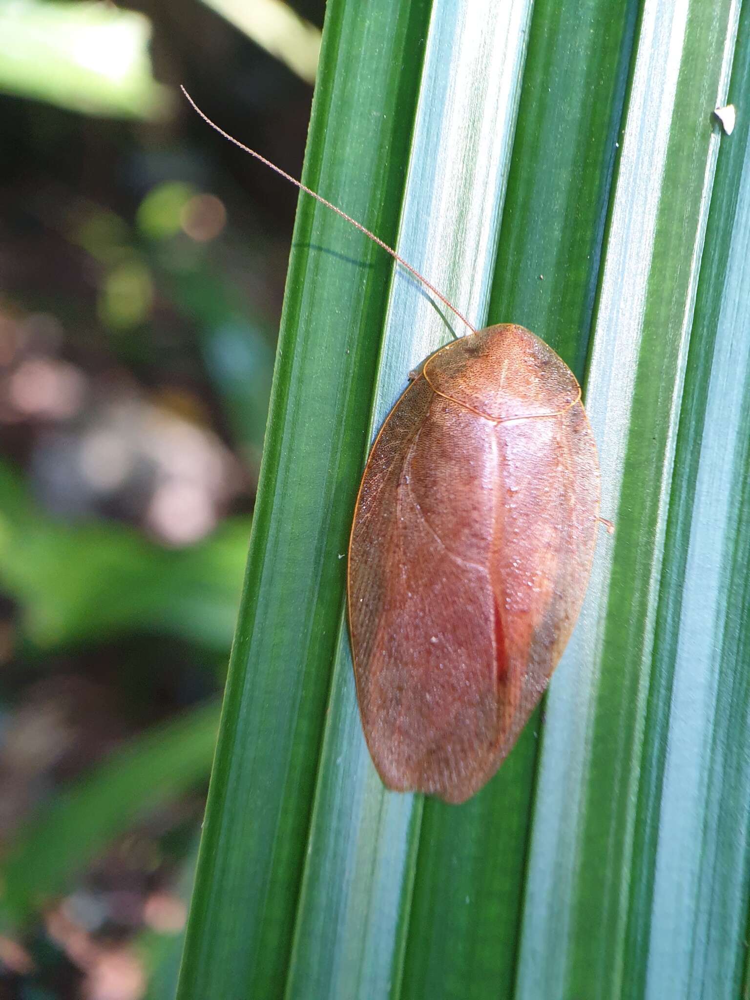 Pseudophoraspis nebulosa (Burmeister 1838) resmi