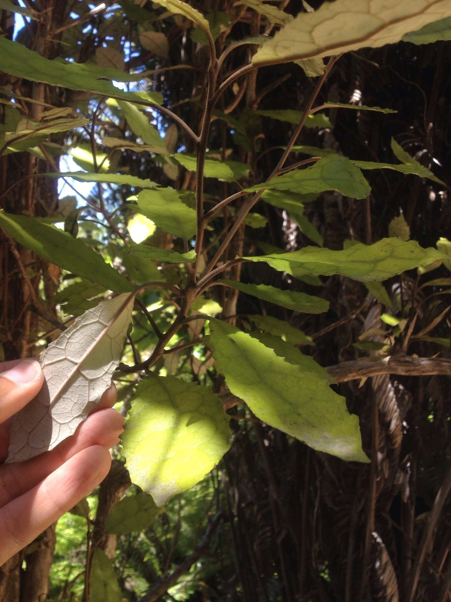 Image of Olearia rani (A. Cunn.) Druce