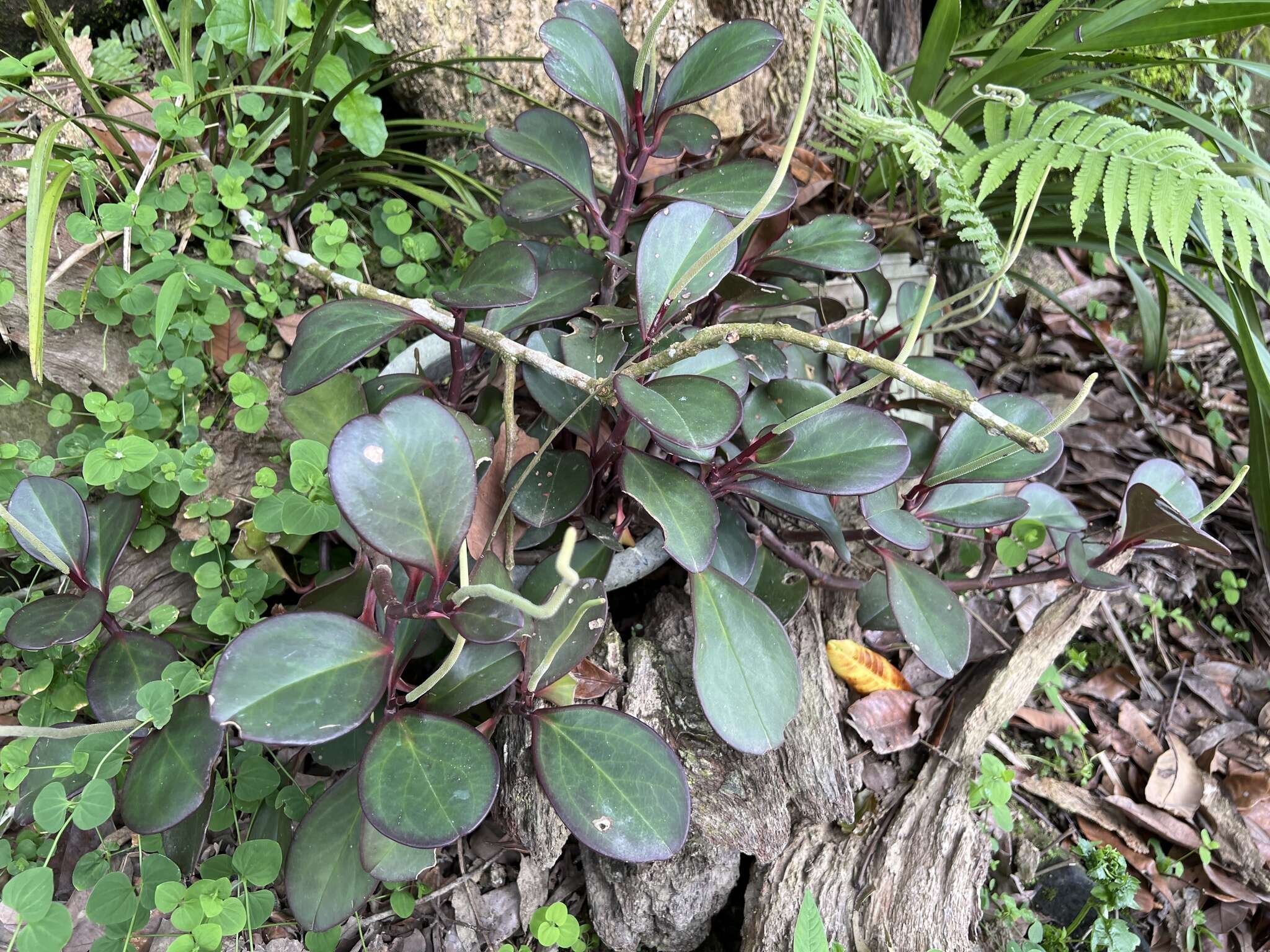 Peperomia obtusifolia (L.) A. Dietr. resmi