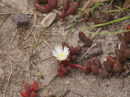 Image of Delosperma subpetiolatum L. Bol.