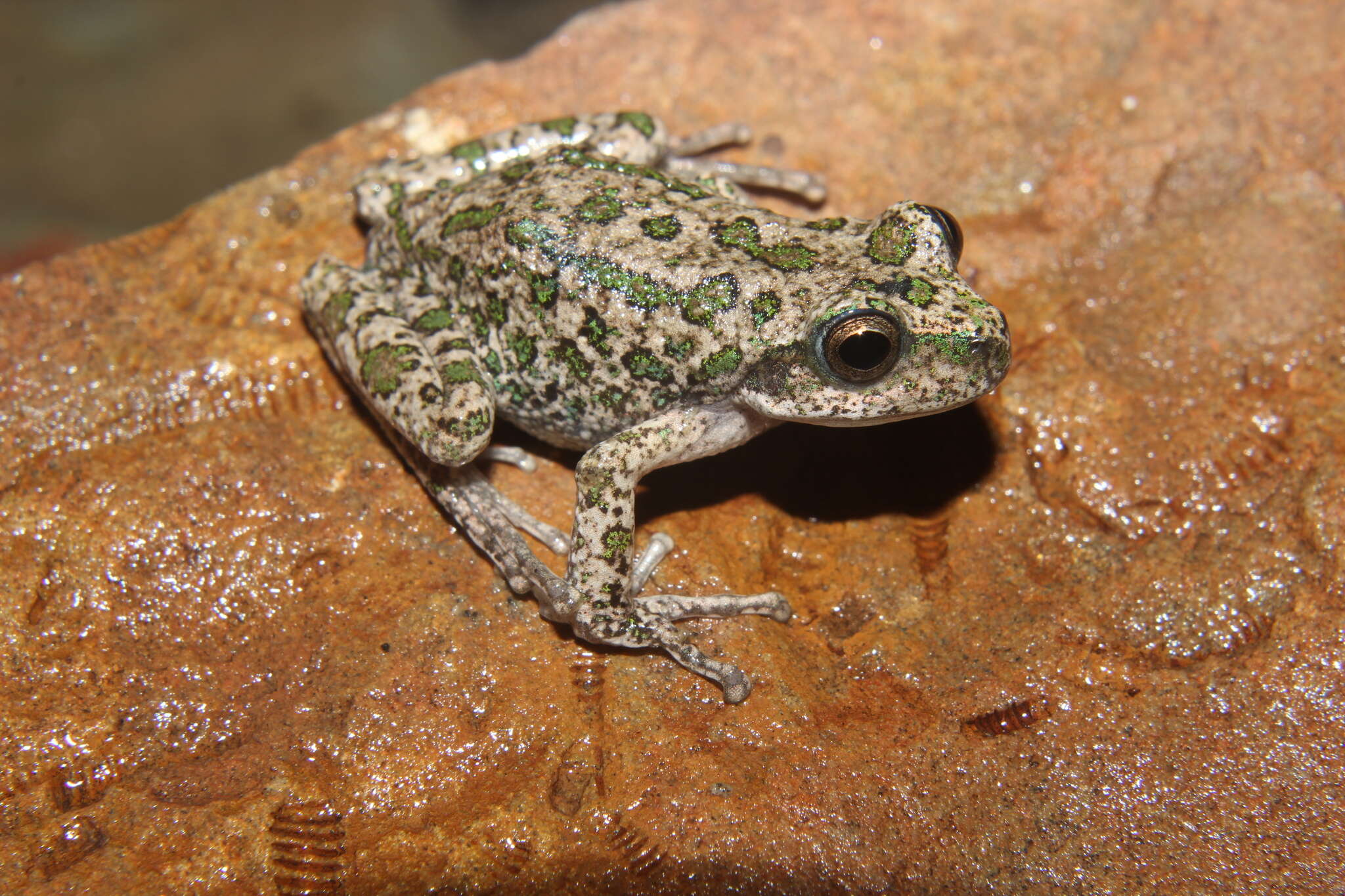 Imagem de Gastrotheca marsupiata (Duméril & Bibron 1841)