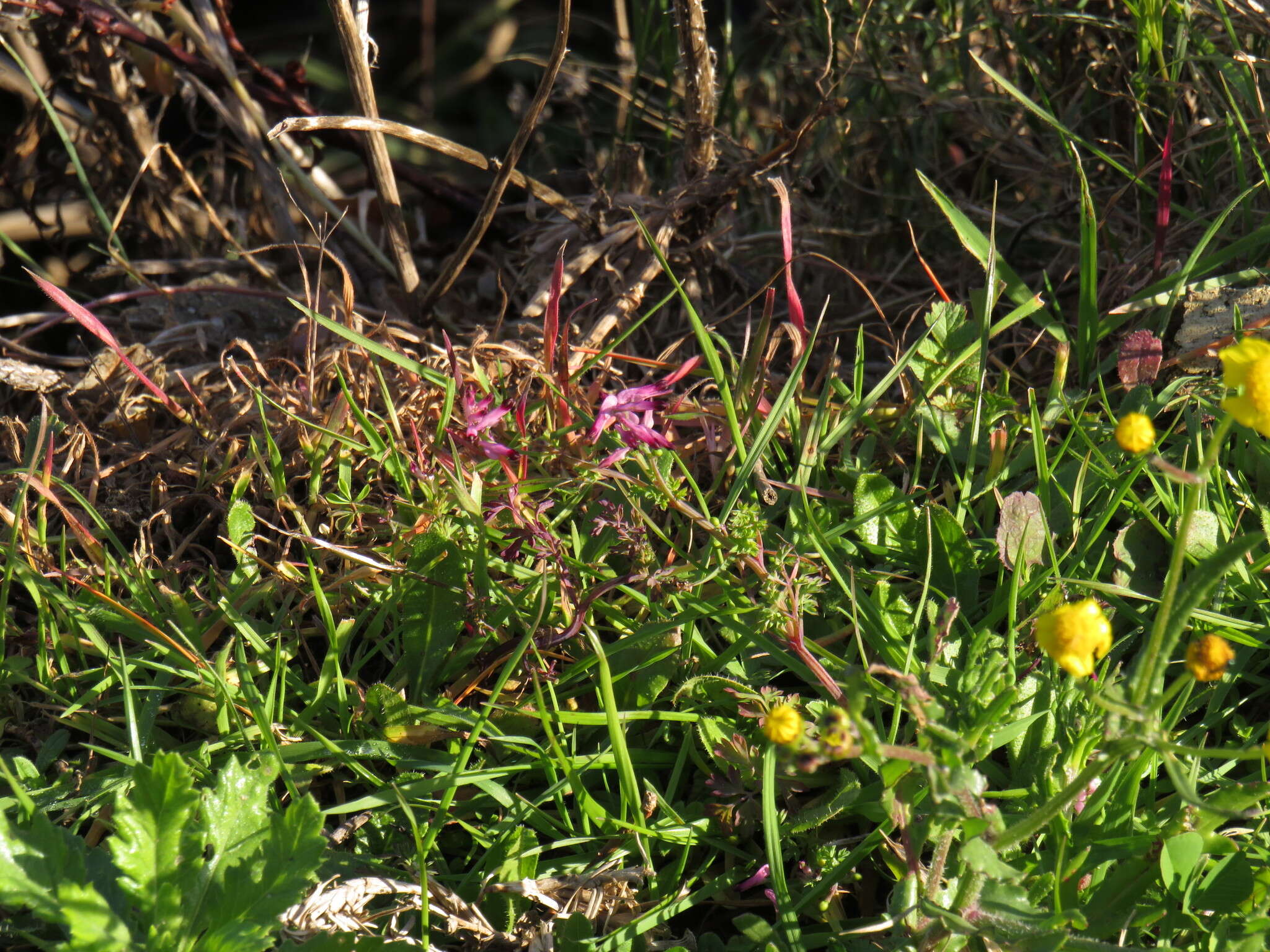 Sivun Fumaria muralis subsp. muralis kuva