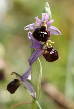 Image of Ophrys argolica subsp. biscutella (O. Danesch & E. Danesch) Kreutz