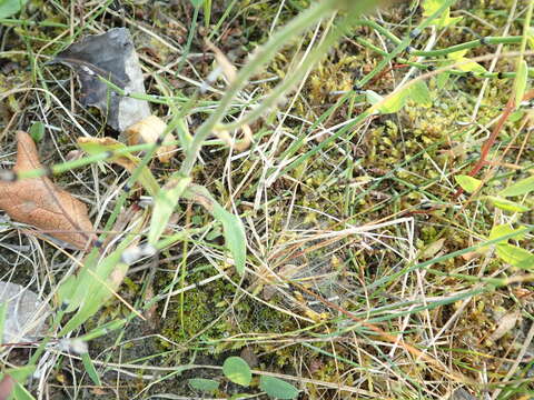 Image of streamside fleabane