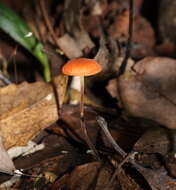 Image of Marasmius elegans (Cleland) Grgur. 1997