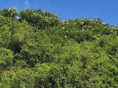 Image of prickly-leaf teatree