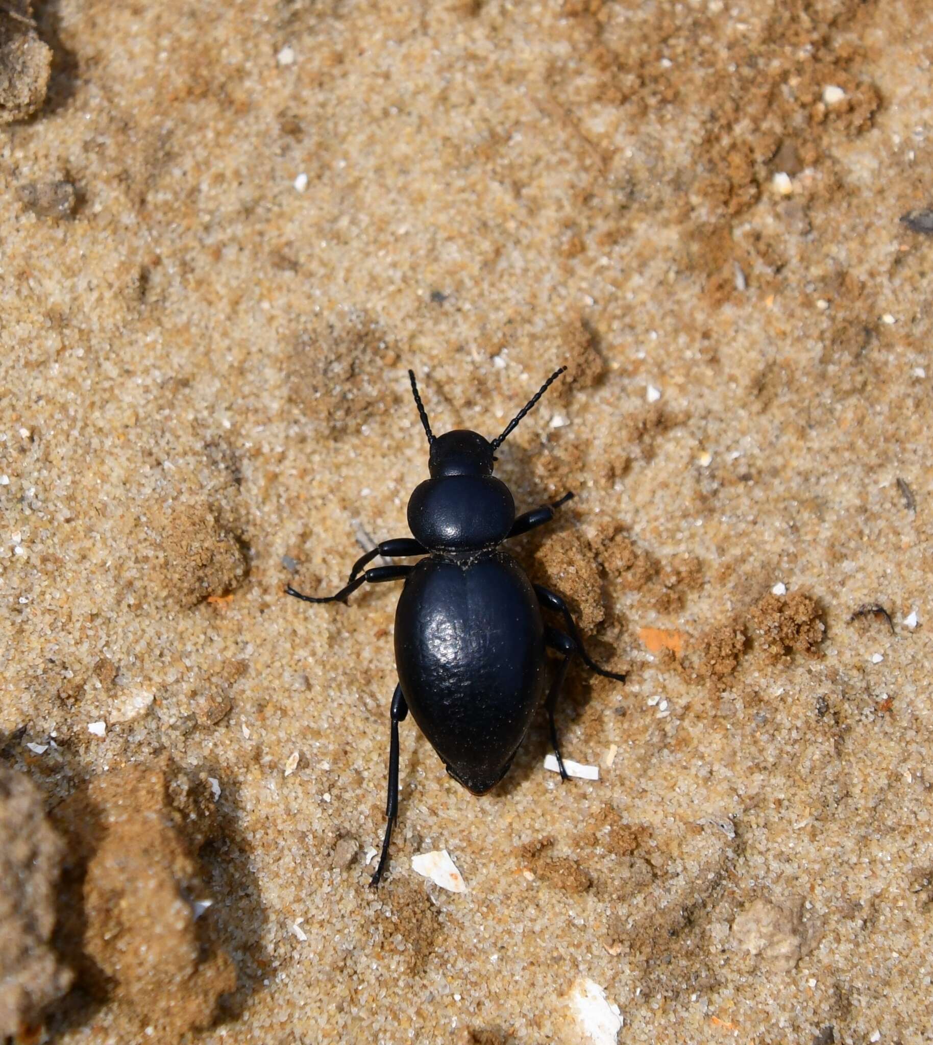 Image of Tentyria nomas