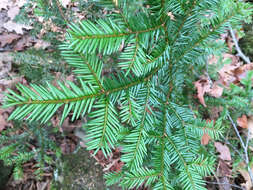 Image of Canada yew