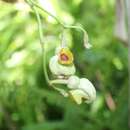 Aristolochia stevensii K. Barringer resmi