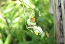 Plancia ëd Aristolochia stevensii K. Barringer