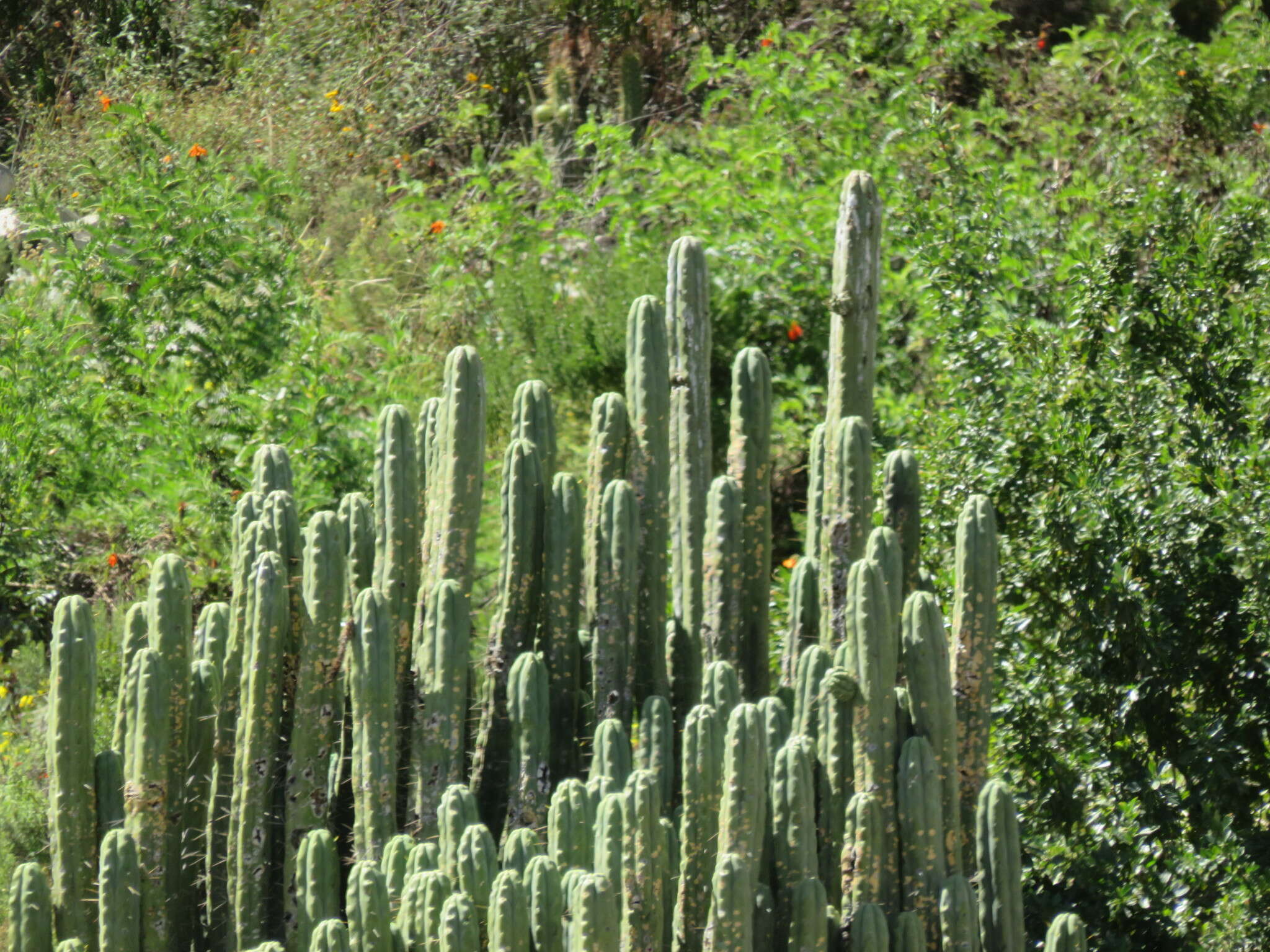 Image of Bolivian Torch Cactus