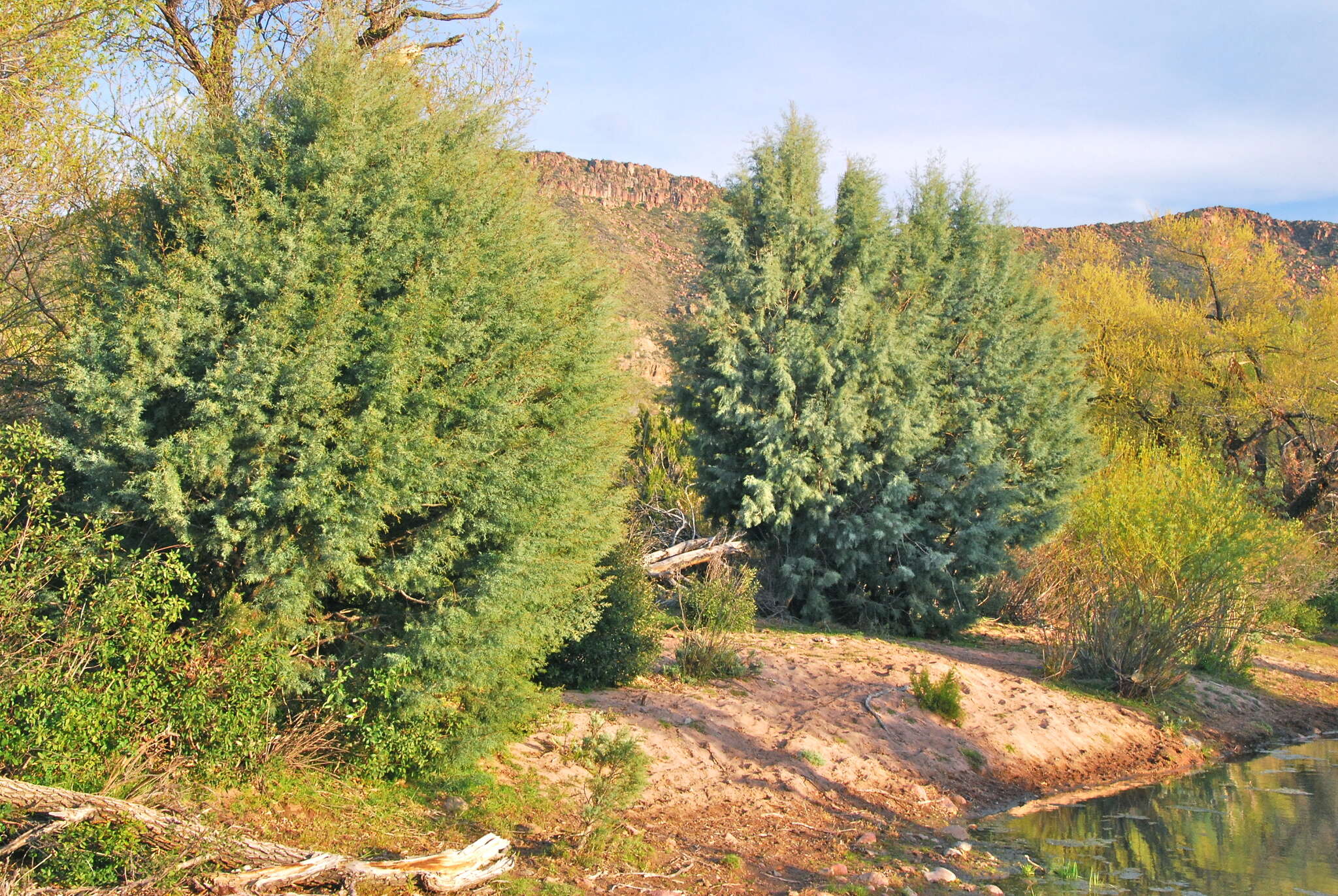 Image of Cuyamaca cypress