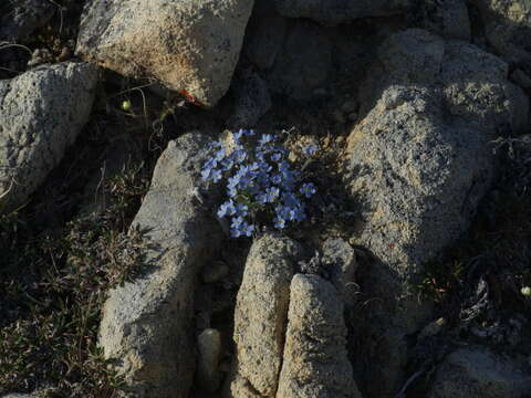 Image of Eritrichium arctisibiricum (Petrovsky) A. P. Khokhr.