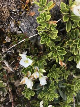 Image of <i>Veronica <i>macrantha</i></i> var. macrantha