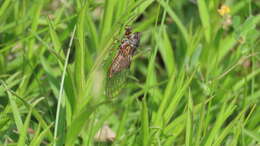 Image of New Forest cicada