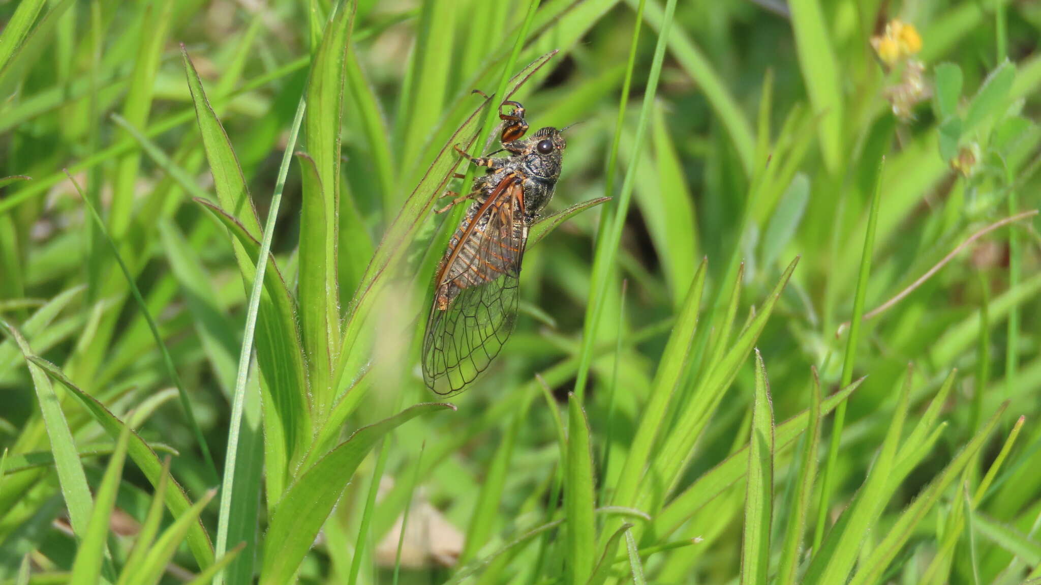 Image of New Forest cicada