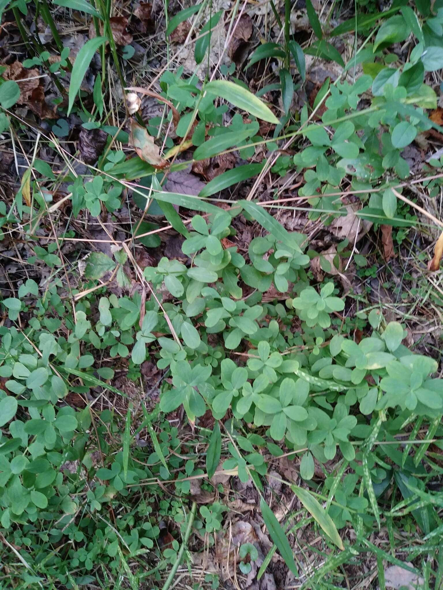 Imagem de Hypericum hypericoides subsp. multicaule (Michaux ex Willd.) N. K. B. Robson