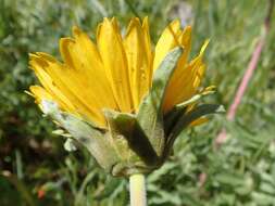 Image of California balsamroot