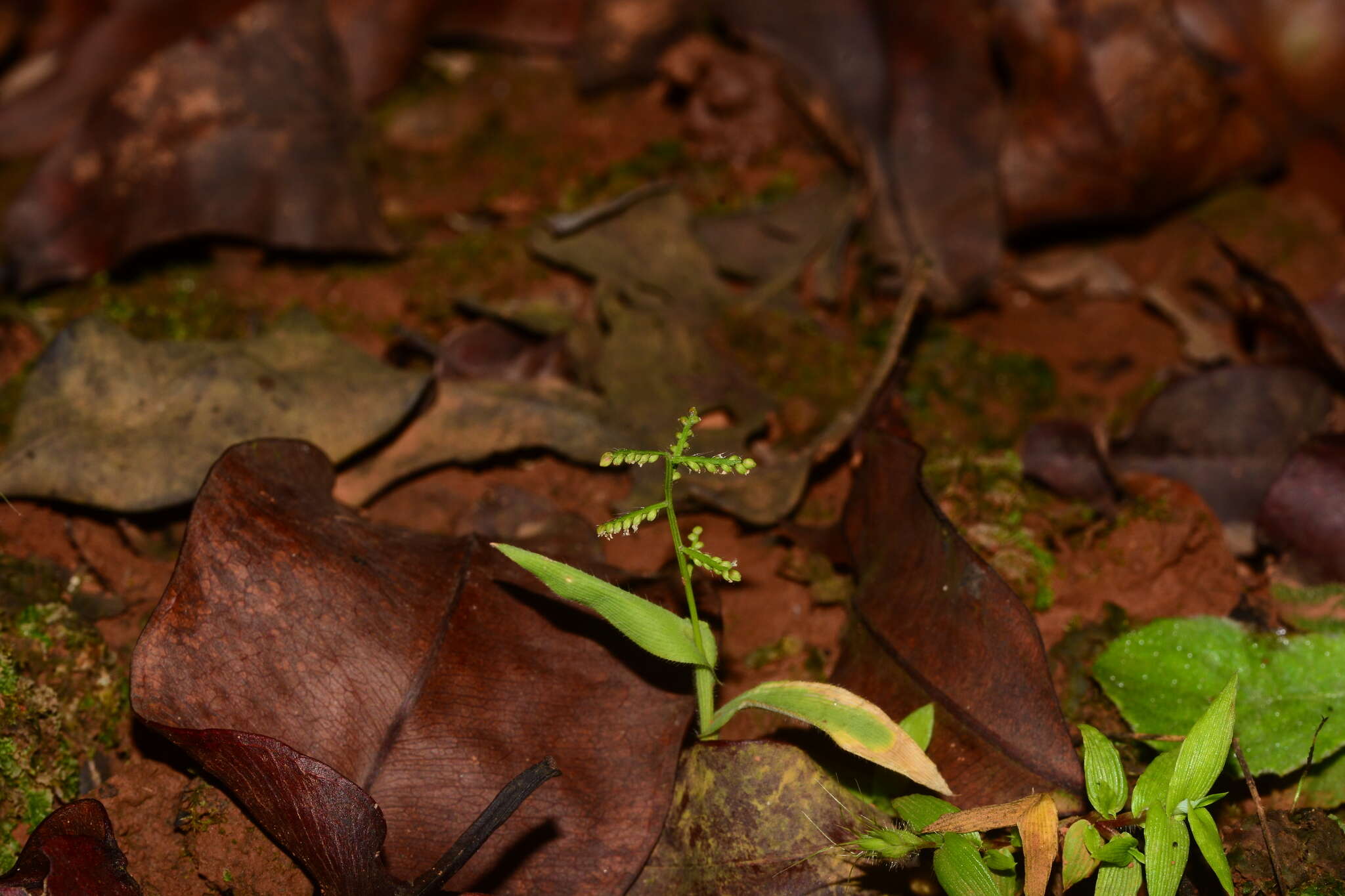 Image of Paspalum canarae (Steud.) Veldkamp