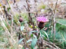 Image of Centaurea nemoralis Jord.