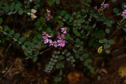 Plancia ëd Indigofera cassioides DC.