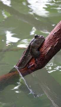 Image of Giant mudskipper