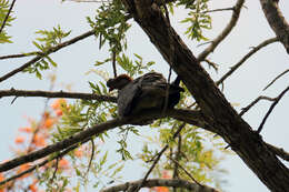 Image of Topknot Pigeons